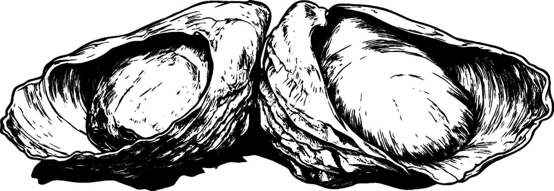Vintage woodcut illustration depicting a cracked open seashell revealing its inner form vector