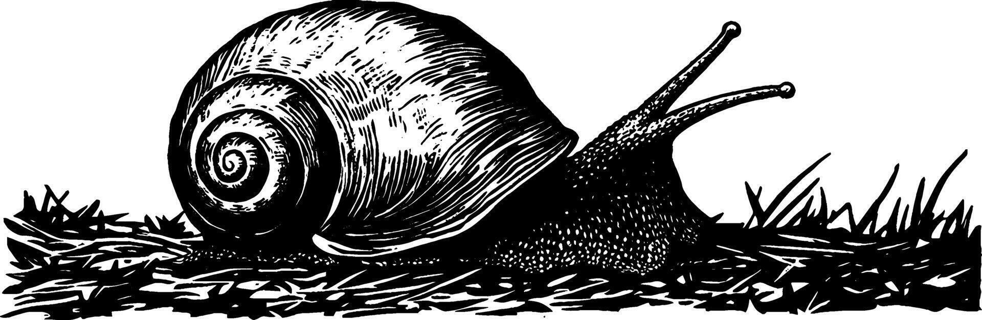 Vintage woodcut illustration showcasing the detailed spiral shell of a snail in natural setting vector