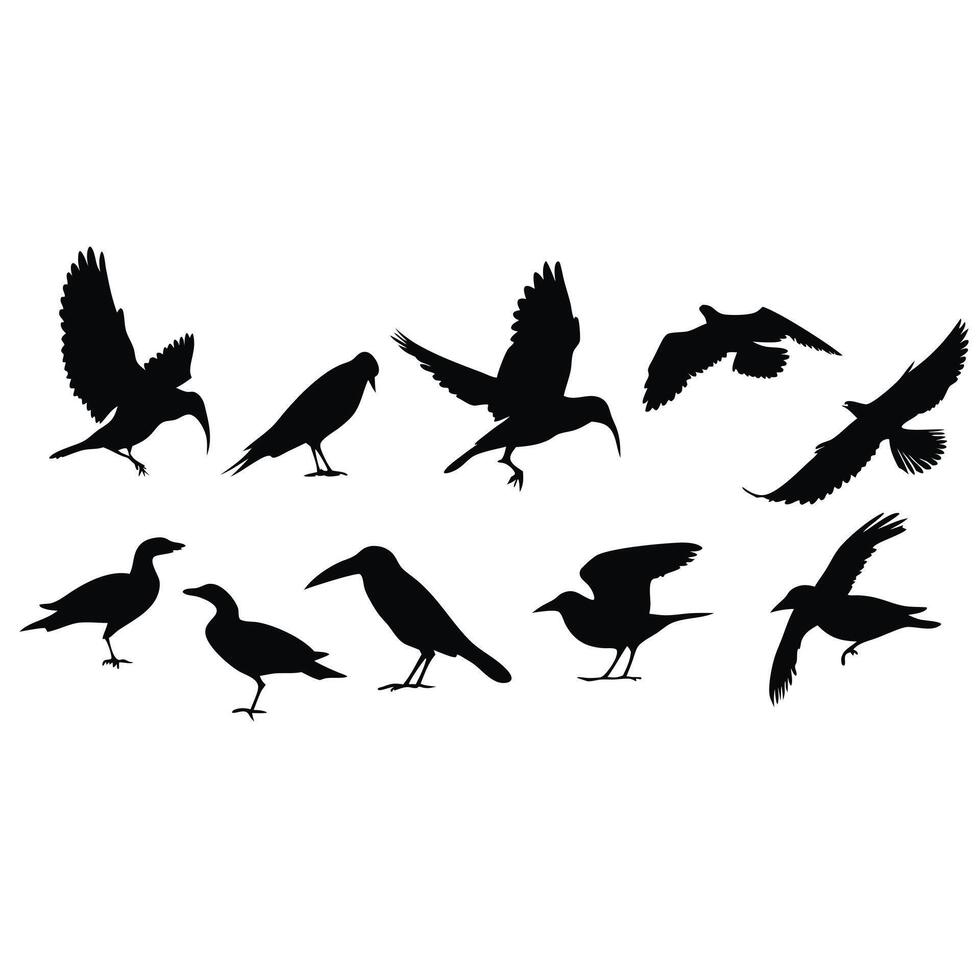 Silhouettes Of Various Bird Species In Flight And Perched Against White Background vector