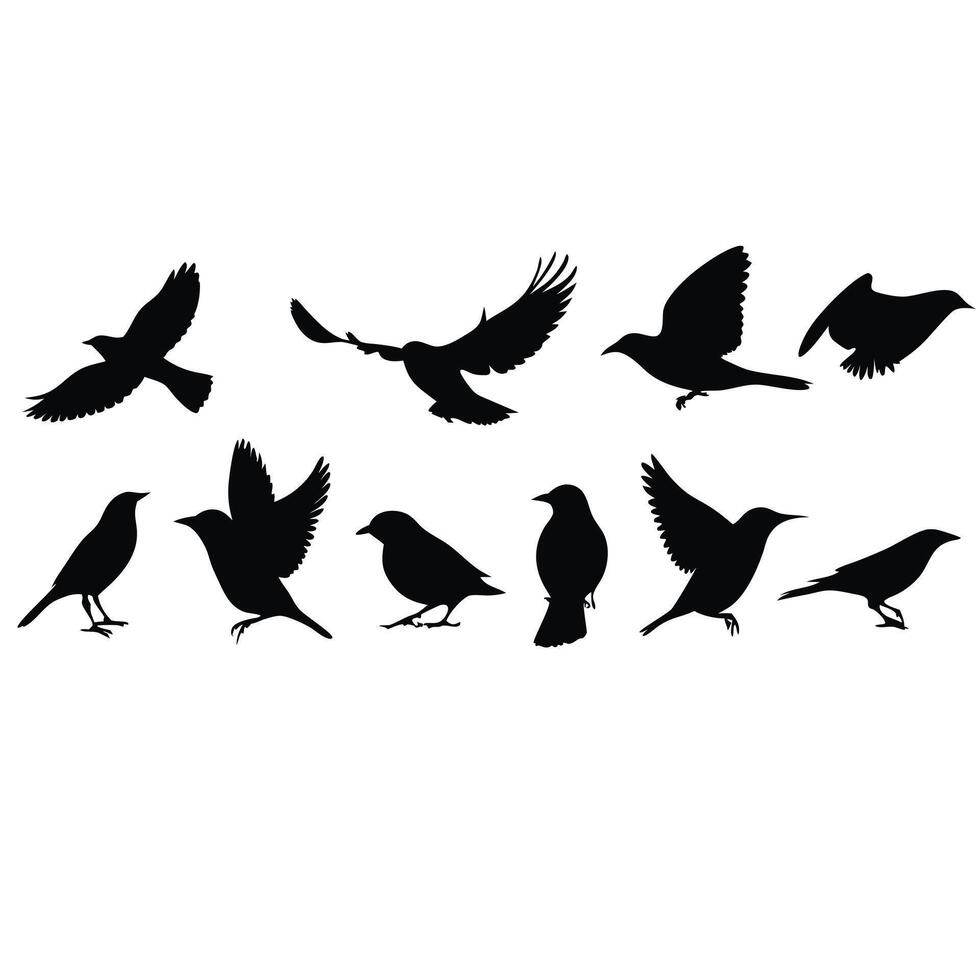 Bird Silhouettes Collection Set Of Flying And Standing Birds Isolated On White vector