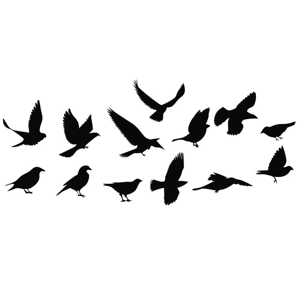 Collection Of Bird Silhouettes In Various Poses Flying And Standing Illustration vector