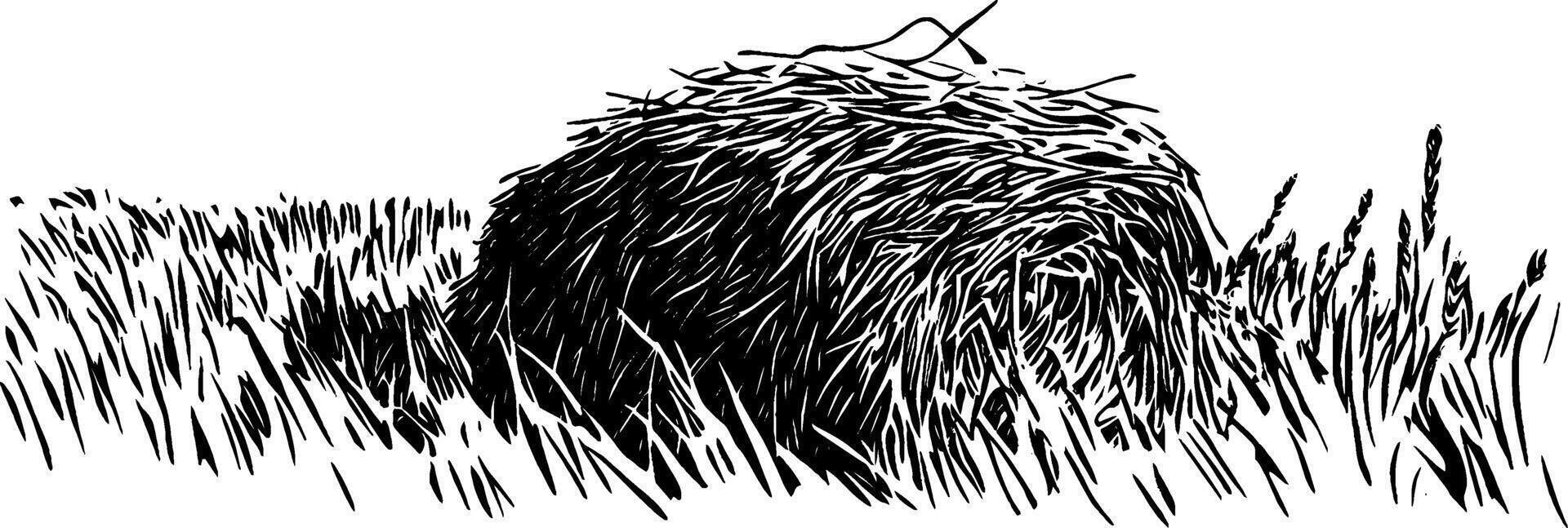 Vintage woodcut illustration depicting a bundle of hay in a grassy field setting vector