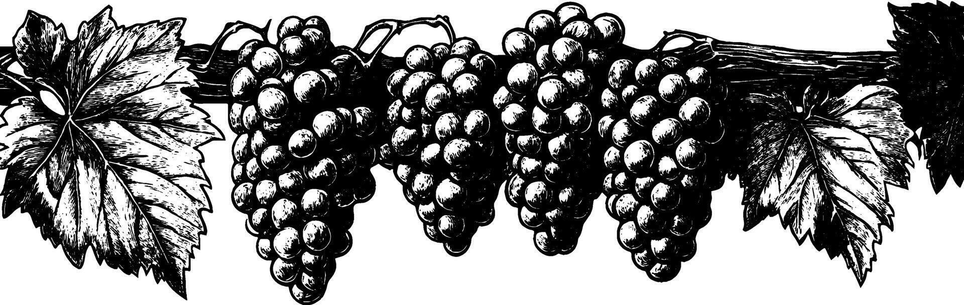 Vintage woodcut illustration showcasing a cluster of detailed grapes and leaves vector