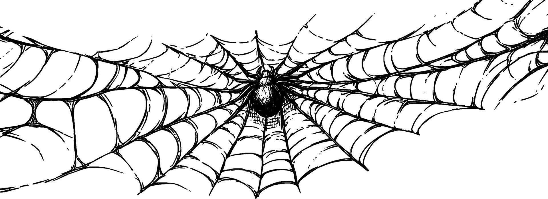 Vintage woodcut illustration showcasing a detailed spiderweb design with intricate patterns vector