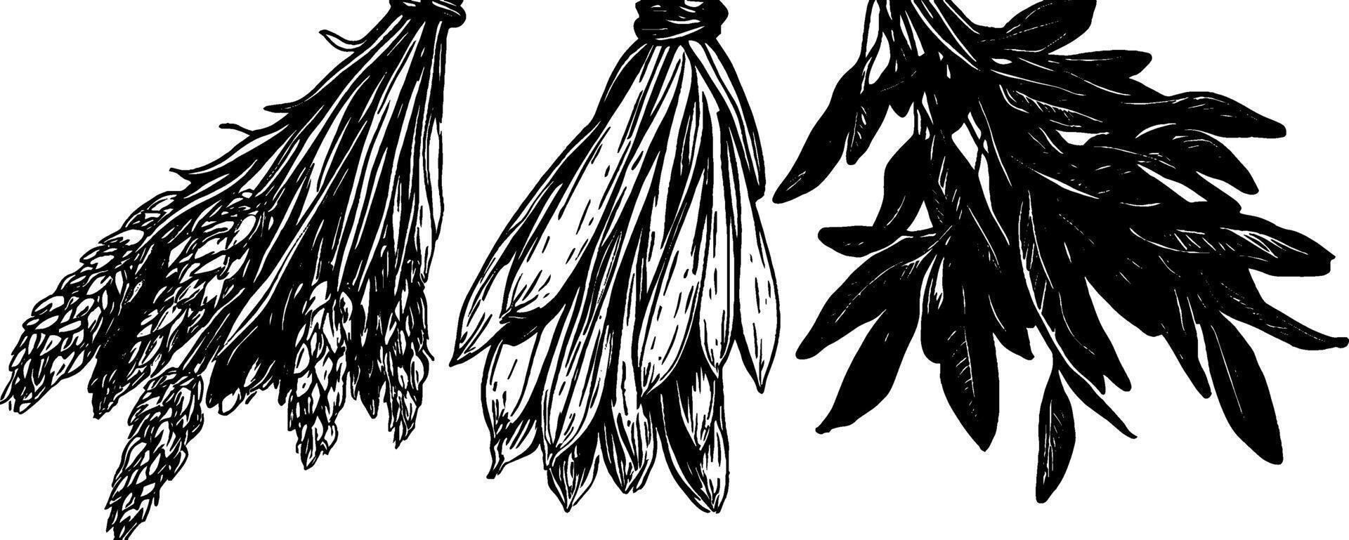 Vintage woodcut illustration showcasing dried herbs and plants in detailed design vector