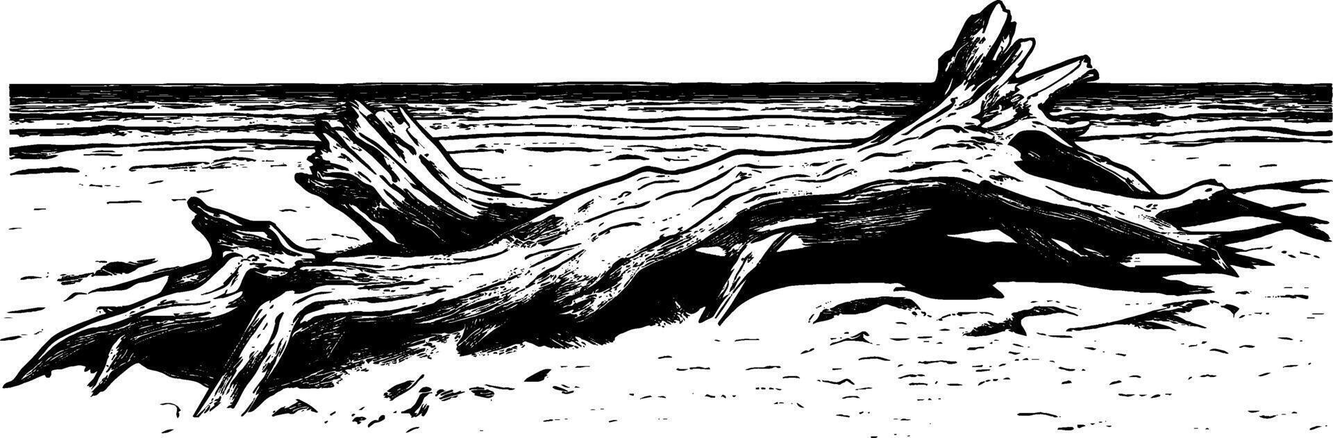 Vintage woodcut illustration of driftwood on a sandy beach with seascape background vector