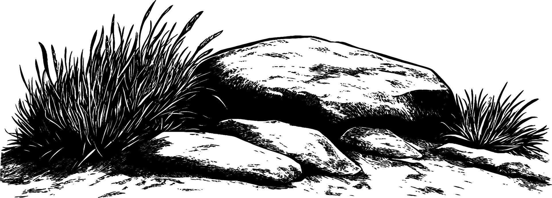 Vintage woodcut illustration depicting moss and rocks in a natural setting vector
