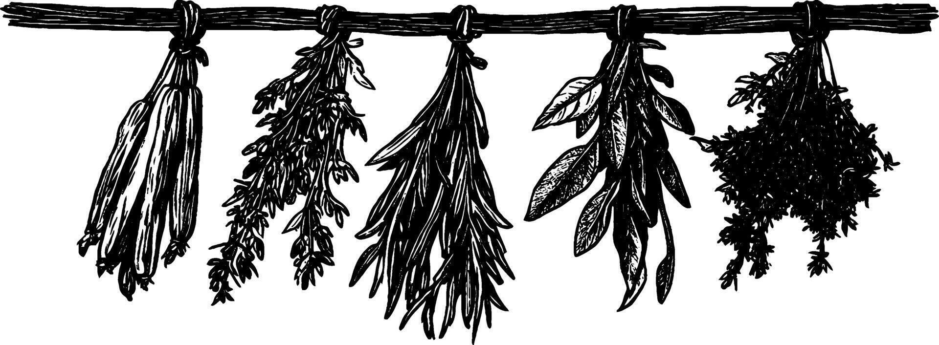 Vintage woodcut illustration showcasing a variety of dried herbs hanging on twine vector