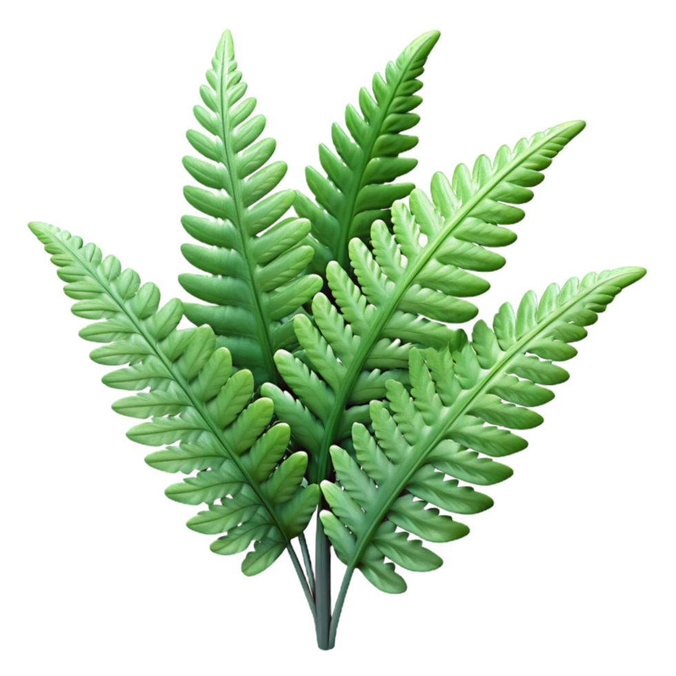 elegant artistic Machine Cultivated Fern Cutout Delicate Fronds Transparent Background genuine png