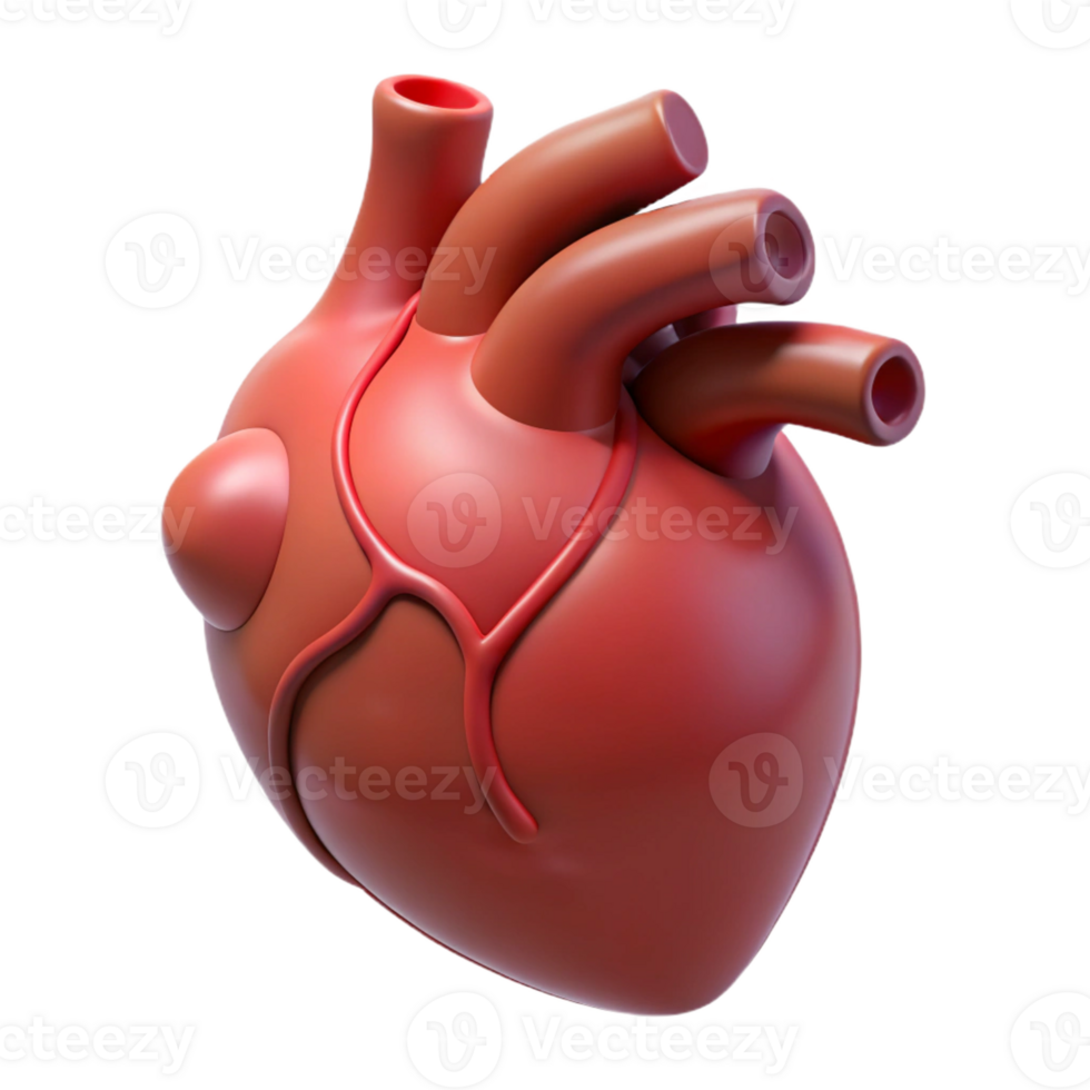 mesmerizing dynamic nordic A stylized human heart, anatomically correct, pulsating gently with Transparent Background flawless png