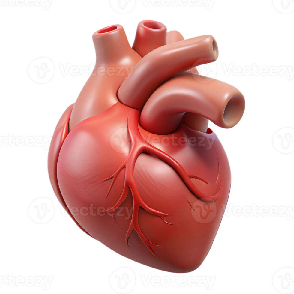 joyful extraordinary Human heart anatomical model, with Transparent Background ultra HD png