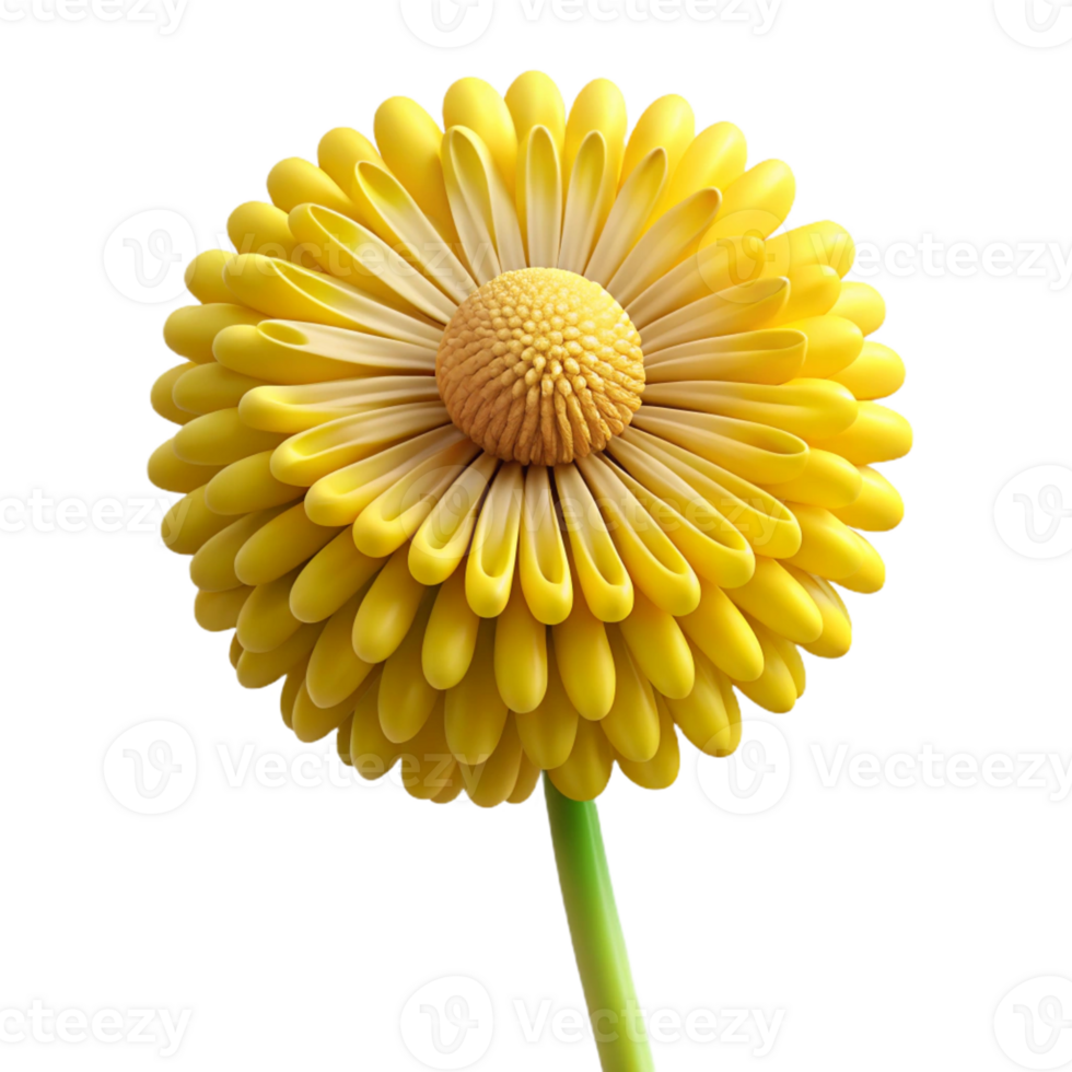 melancholic wonderful Dandelion, yellow, full bloom with Transparent Background expertly shot png