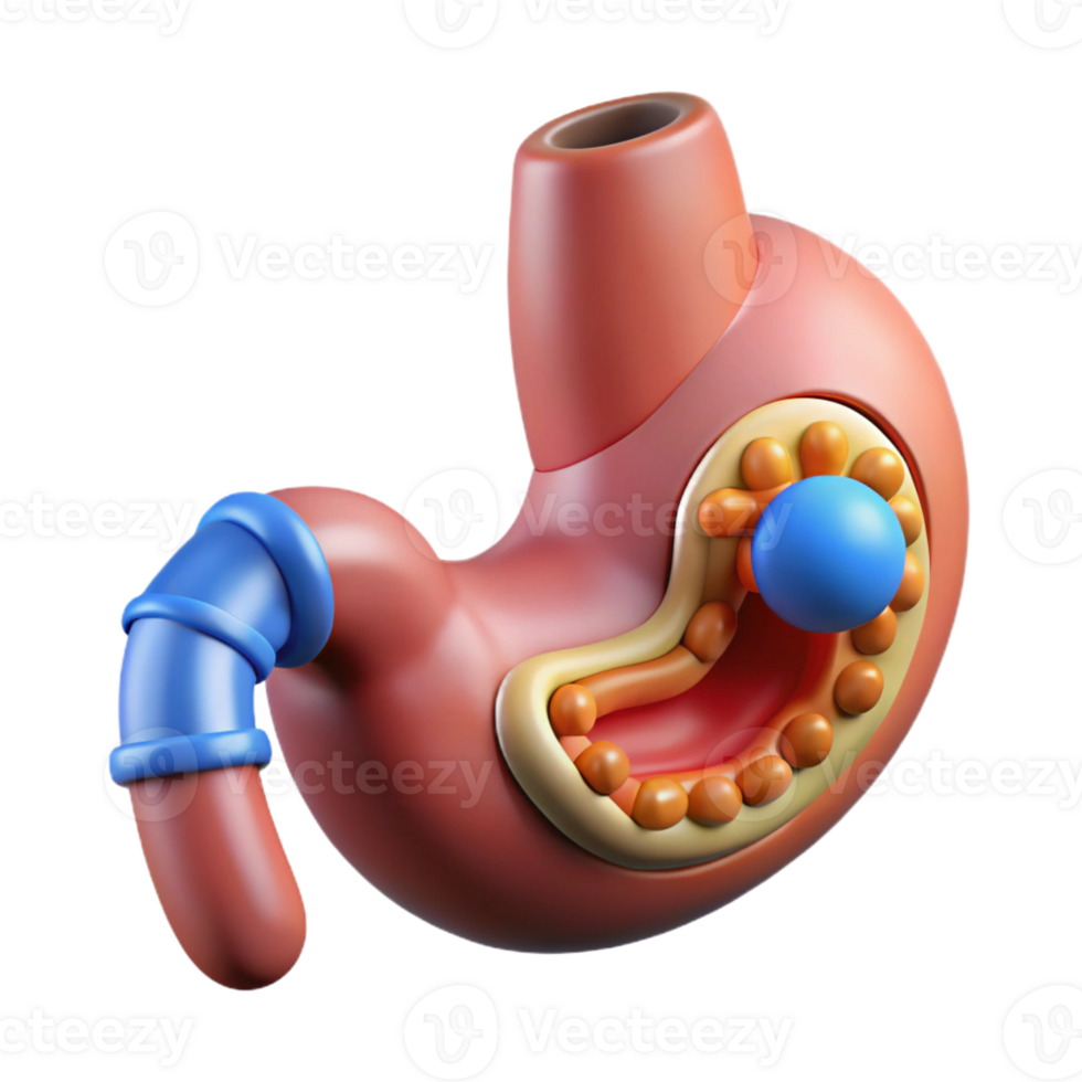 iconic avant-garde Professional render, concept art style, biomechanical stomach with integrated nutrient absorption system, isolated cutout with Transparent Background exclusive png