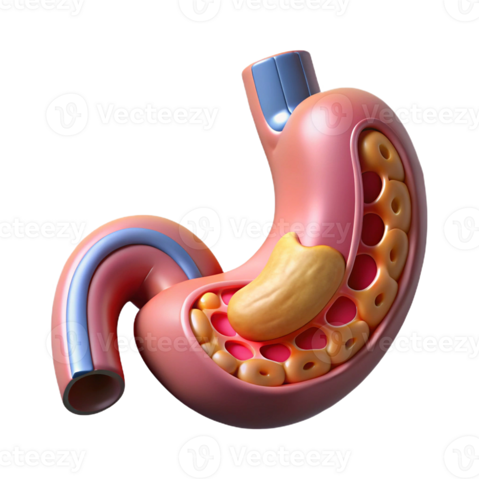 immaculate nordic Isolated cutout, concept art style biomechanical stomach with digestive enzymes and nutrient absorption system Ultra-detailed with Transparent Background expertly shot png