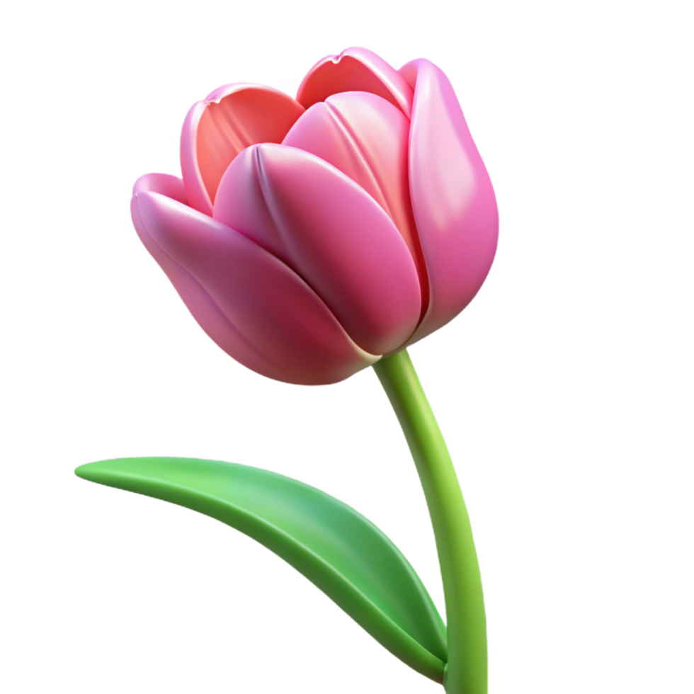 spectacular unforgettable Tulip flower with Transparent Background png
