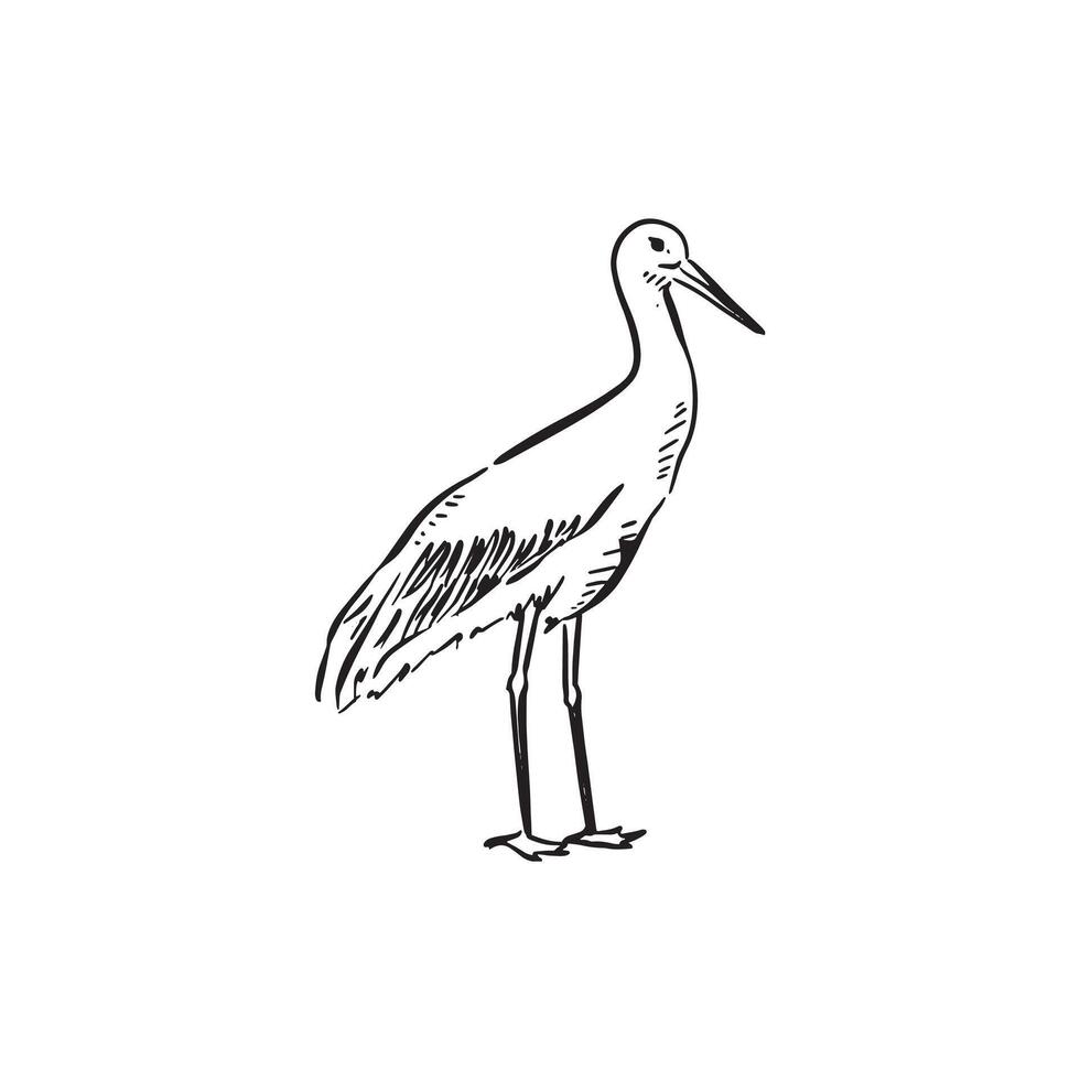 A line drawn stork in black and white. Bird, ornithology, tall, beak, water. vector