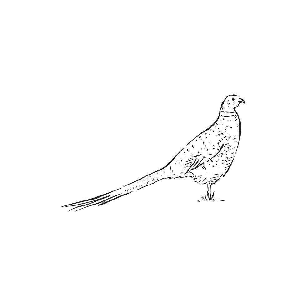A line drawn pheasant side profile. Black and white bird drawn by hand vector