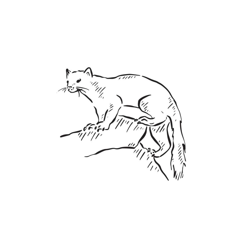 A line drawn pine marten climbing up some rocks, a rare creature found in Scotland. Sketchy illustration in black and white. vector