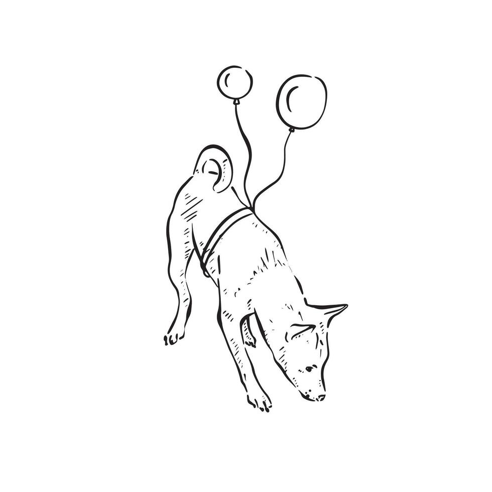 A podengo dog sniffing the floor with balloons tied around his waist. Black and white hand drawn illustration vectorised vector