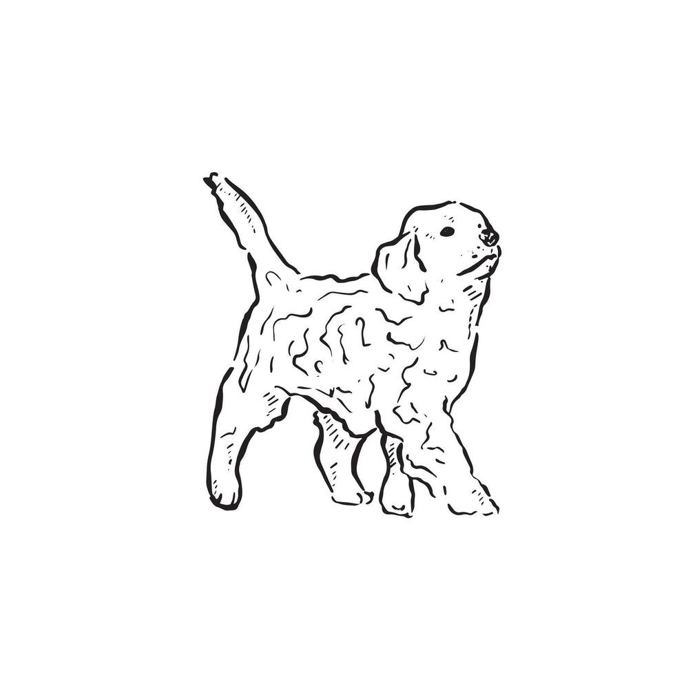 A cockapoo puppy walking to the right. A line drawn hand drawn illustration vectorised for a variety of uses. Black and white dog drawing. Fluffy dog, mens best friend pet. vector