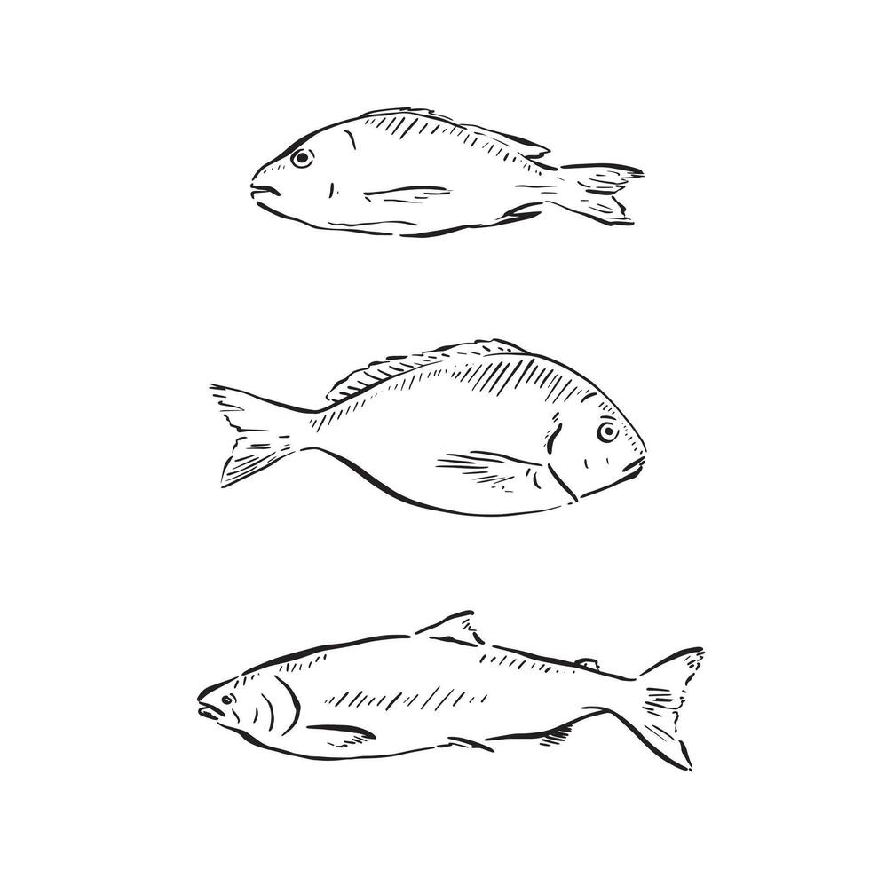 Three fish line drawn in a sketch style in black and white. Drawn by hand and vectorised in individual eps. vector