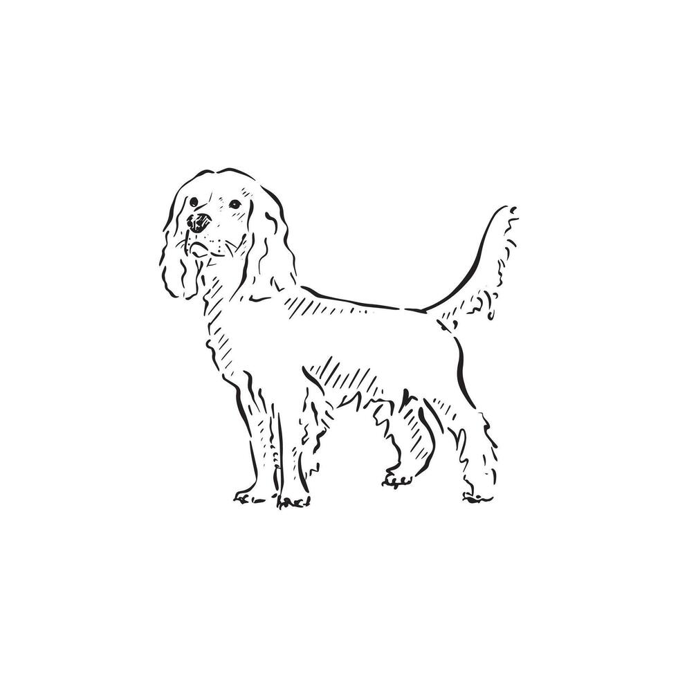 Line drawn illustration of a cocker spaniel. Drawn by hand in a sketch style. vector