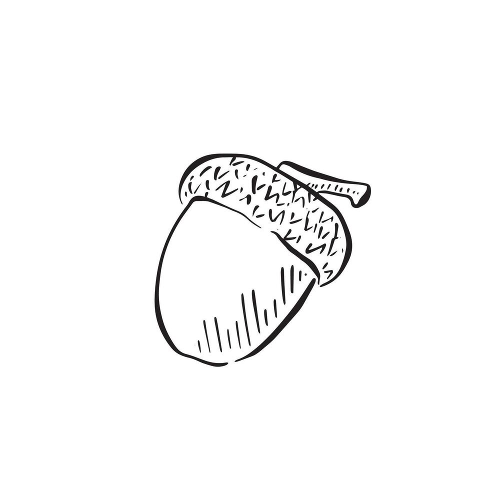 An acorn in black and white, drawn by hand in line drawing and vectorised for a variety of uses. Nature doodle. vector