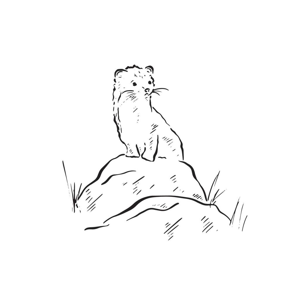 A line drawn stoat or weasel on top of a rock with grass framing image. British wildlife natural habitat. Rodent hand drawn in black. vector