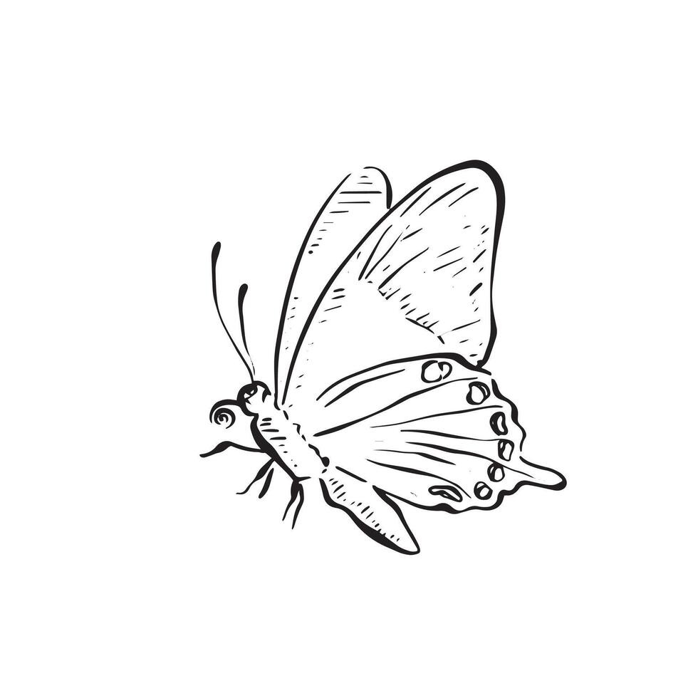 A line drawn butterfly facing left with wings up and antenna out. Drawn by hand in black and white line. flying bug. vector