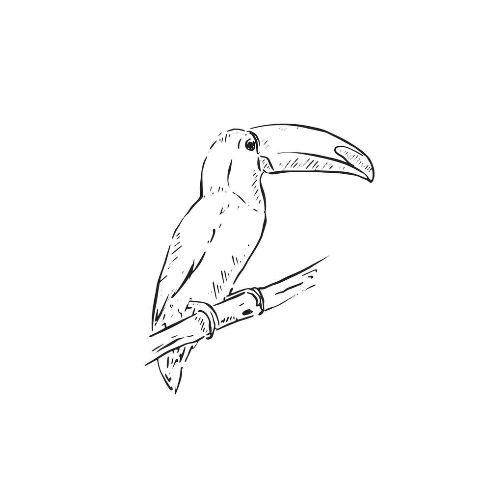A hand drawn toucan in black and white line. The toucan is facing right side profile and sits on a branch. exotic bird. vector