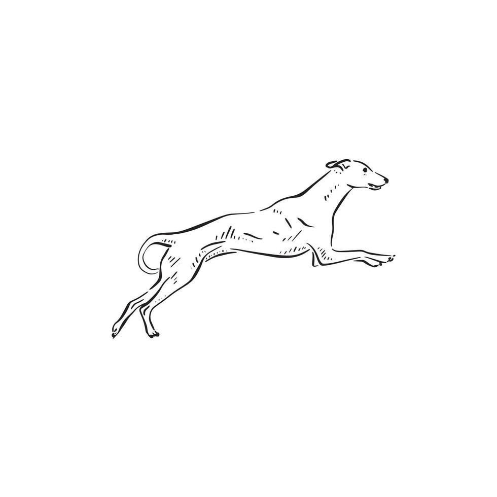 A jumping whippet dog drawn by hand in a sketchy style. puppy leaping through the air. vector
