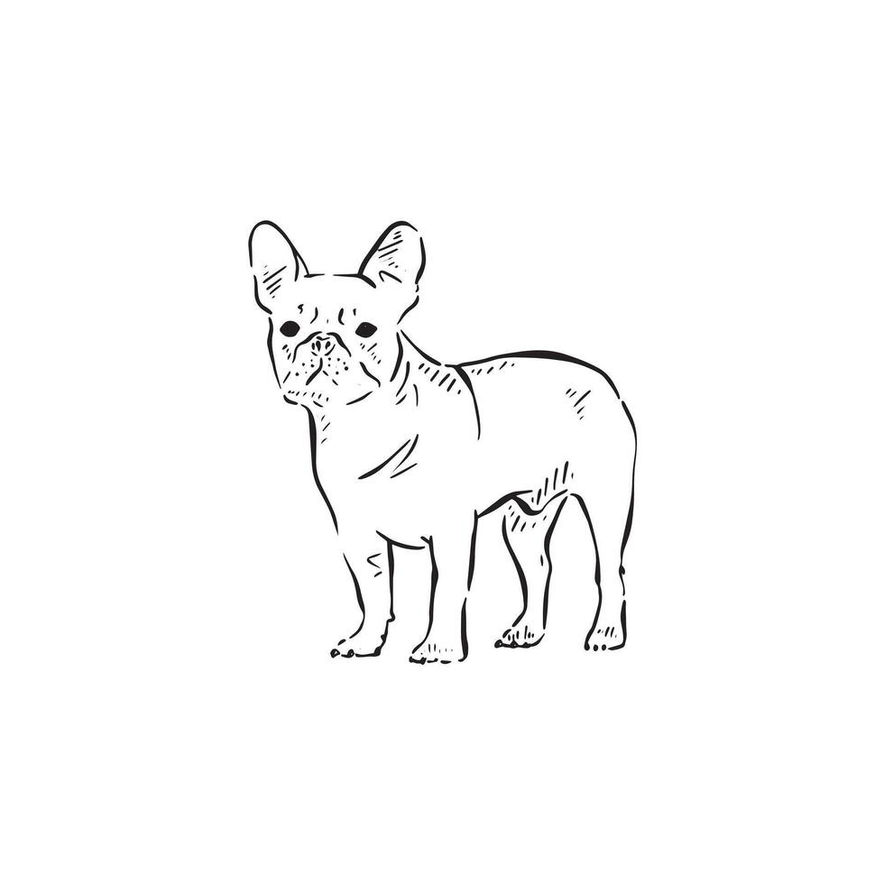 A pug drawn in black and white facing front. A cute illustration drawn by hand in a sketch style. vector