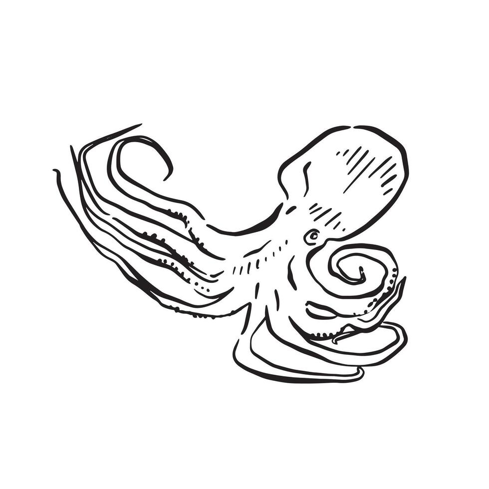 A line drawn octopus, a simple sketch in black and white and drawn by hand. vector