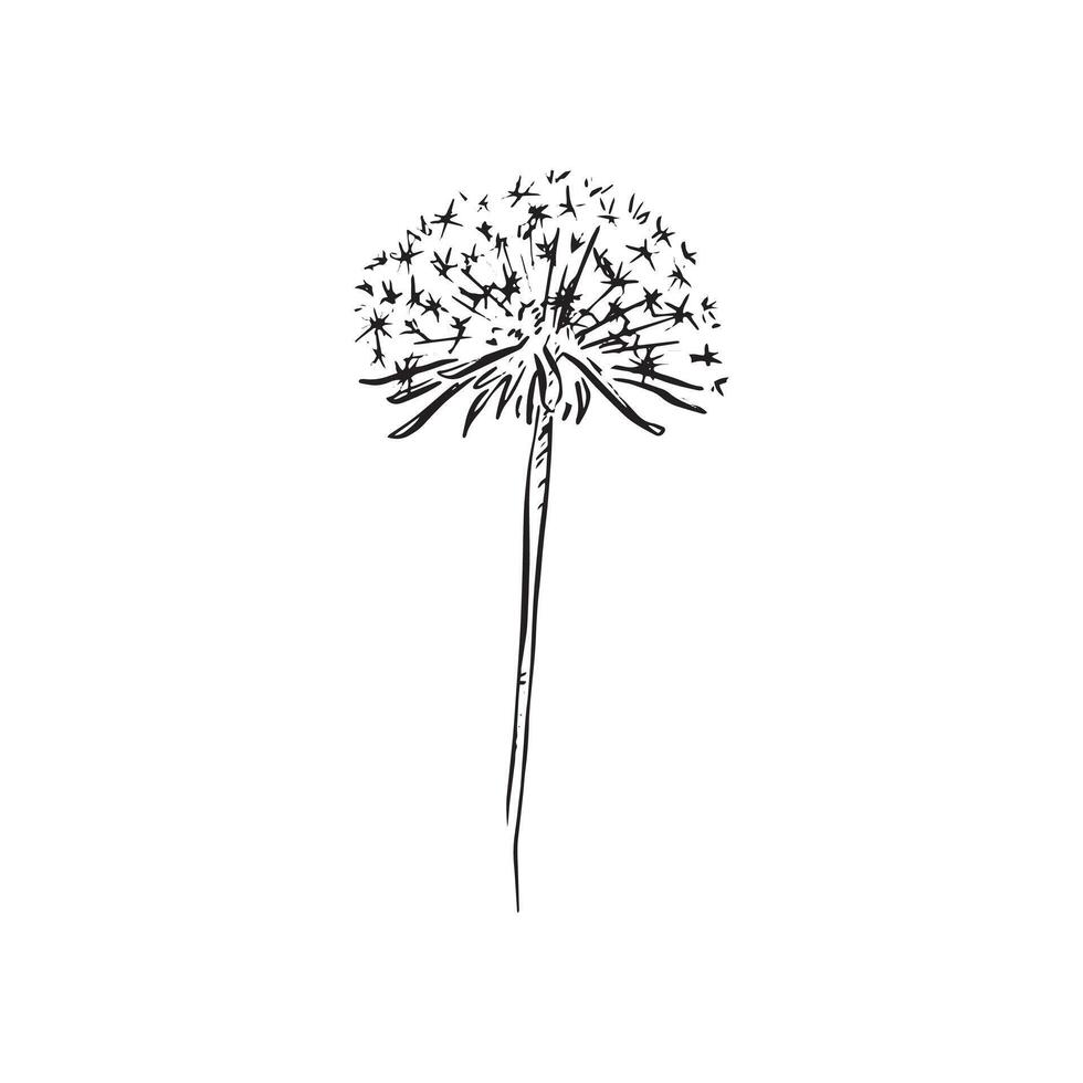 A line draw dandelion in black and white. An isolated image of a natural item with white background. sketch. vector