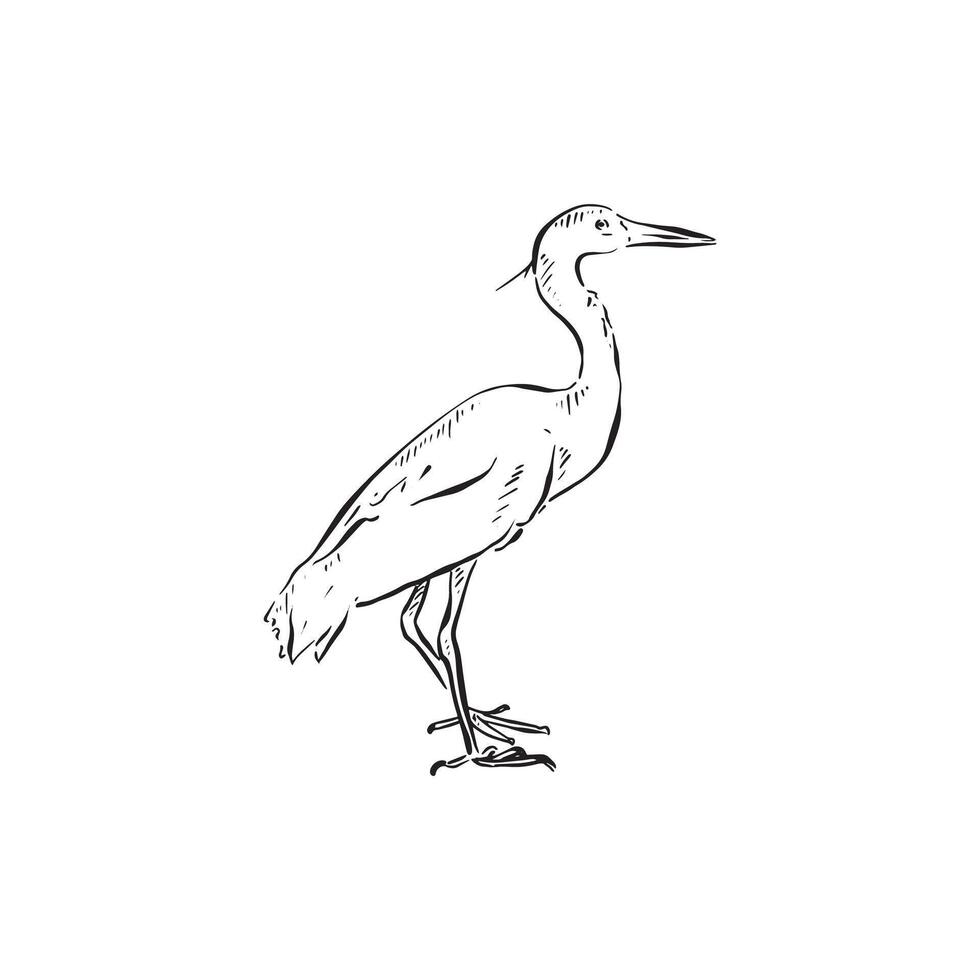 A line drawn egret side profile in black and white. Drawn by hand. Bird drawing vector