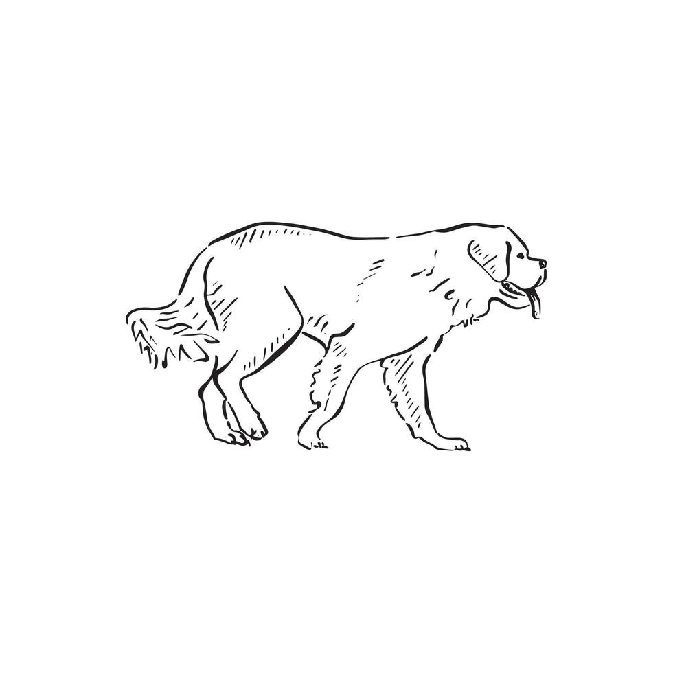 A walking Saint Bernard dog. Side profile dog in black and white sketch doodle style. Hand drawn canine. vector