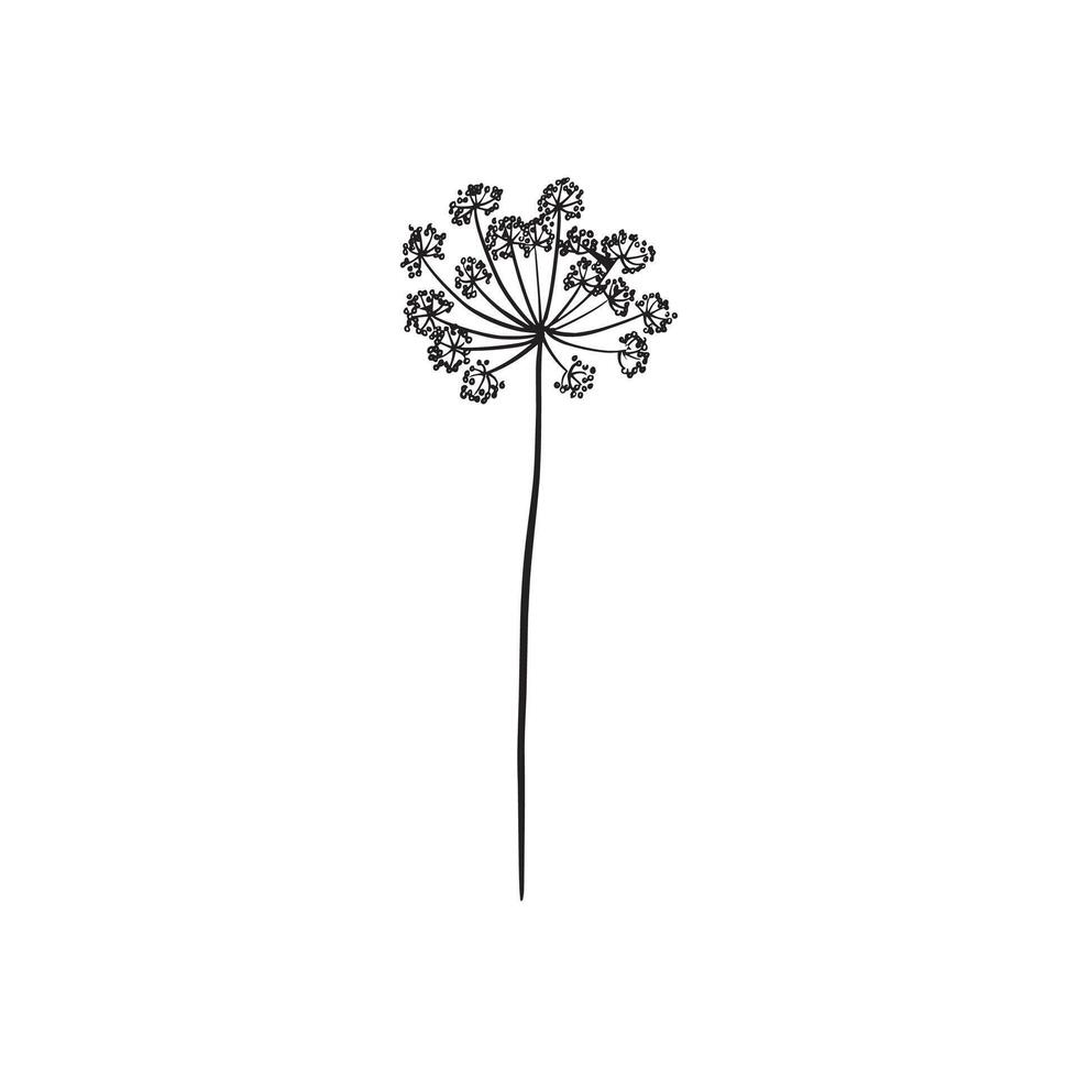 Cow parsley illustration in black and white . vector