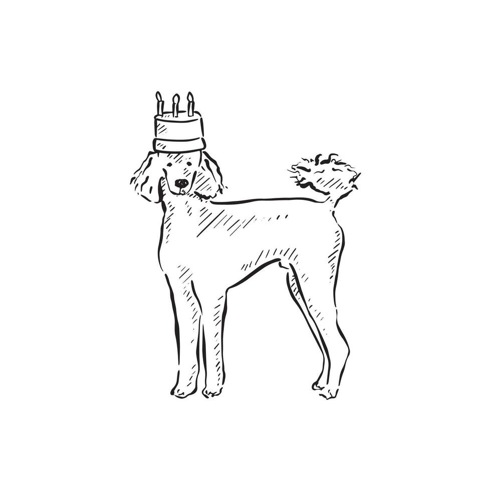 A poodle wearing a birthday cake hat. A black and white line drawing, created by hand in a sketch style. vector