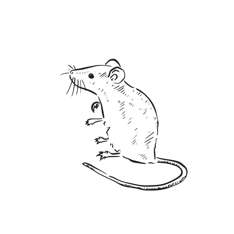A line drawn mouse illustration in black and white in a sketch doodle style. Vermin, rodent, long tail. vector