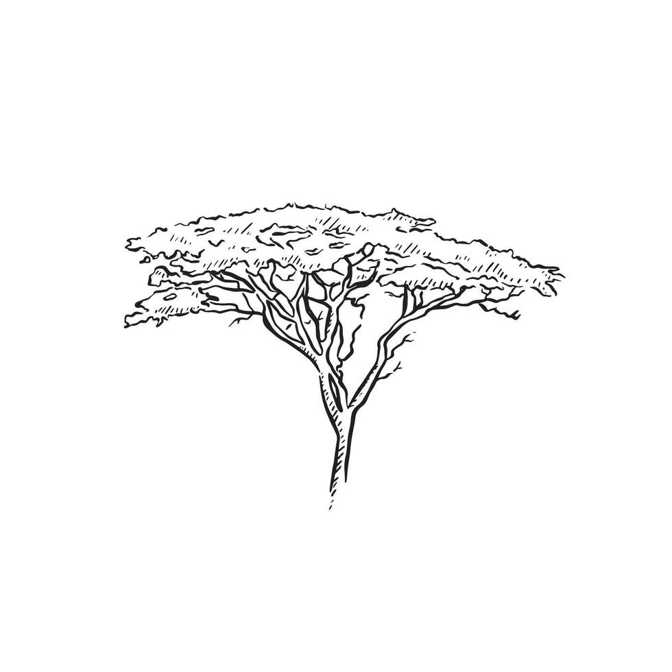 An African tree. Acacia tree. Hand drawn in black and white sketch. vector