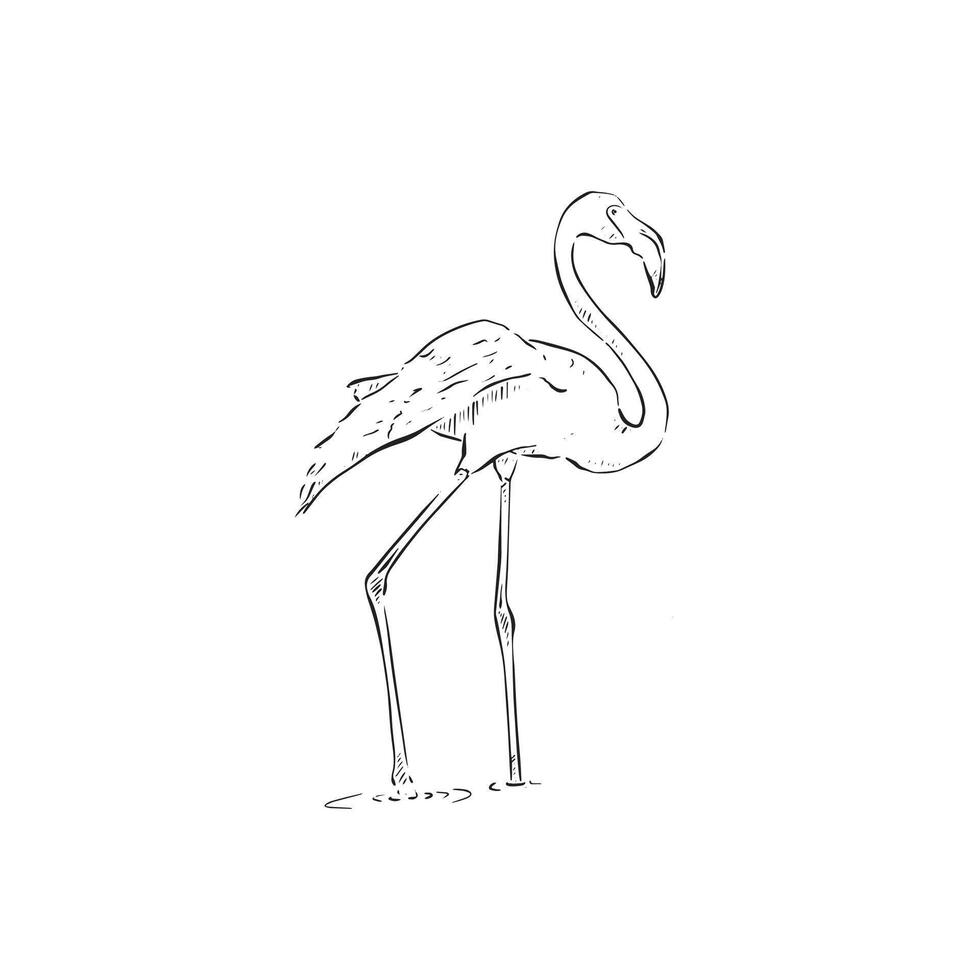 Black and white flamingo illustration, side profile pink bird. Drawn by hand in line. vector