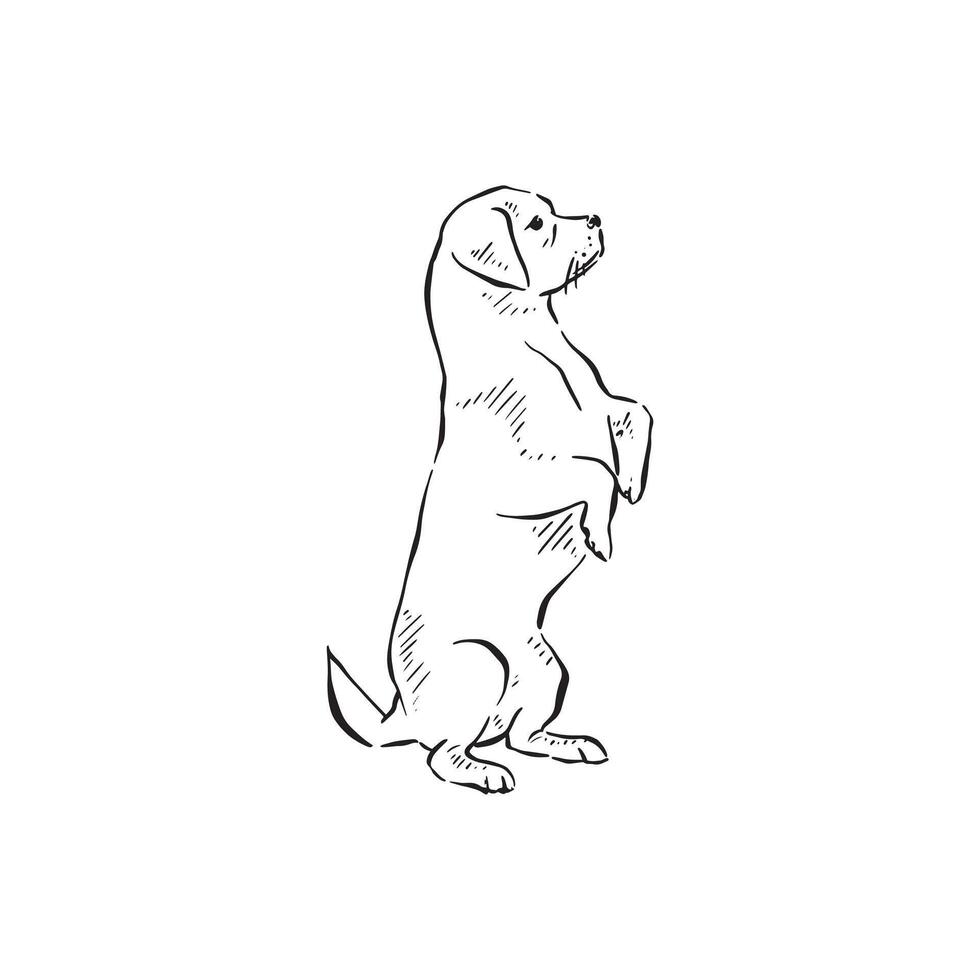 A rottweiler standing on his hind legs. Dog on back legs, standing. Black and white line drawing. Hand drawn and vectorised. vector