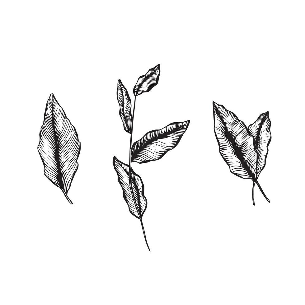 A selection of three individual vectors of leaves in black and white. Line drawn sketch.