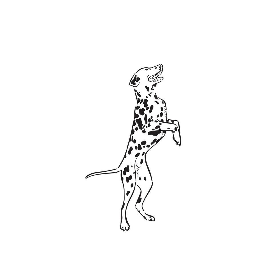 A Dalmatian dog on his hind legs. A drawing in black and white drawing of a dog, side profile and drawn by hand. Canine furry puppy. vector