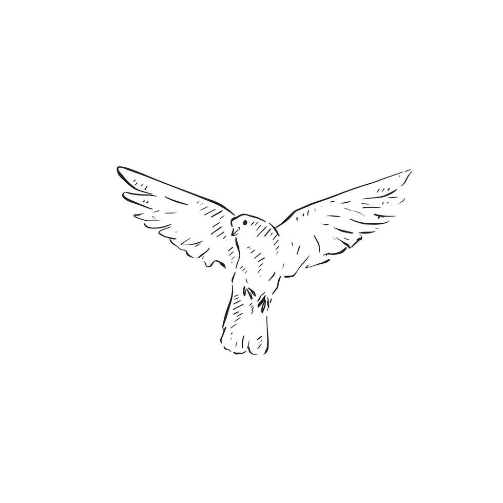 Line drawn dove with wings open. Drawn by hand. Bird in black and white. vector
