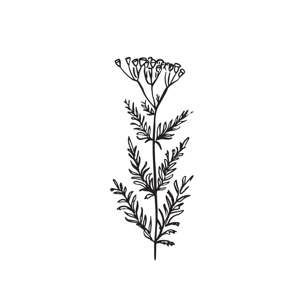 A line drawn wild flower plant with leaves and buds on the top. Drawn by hand in a sketchy style isolated image. vector