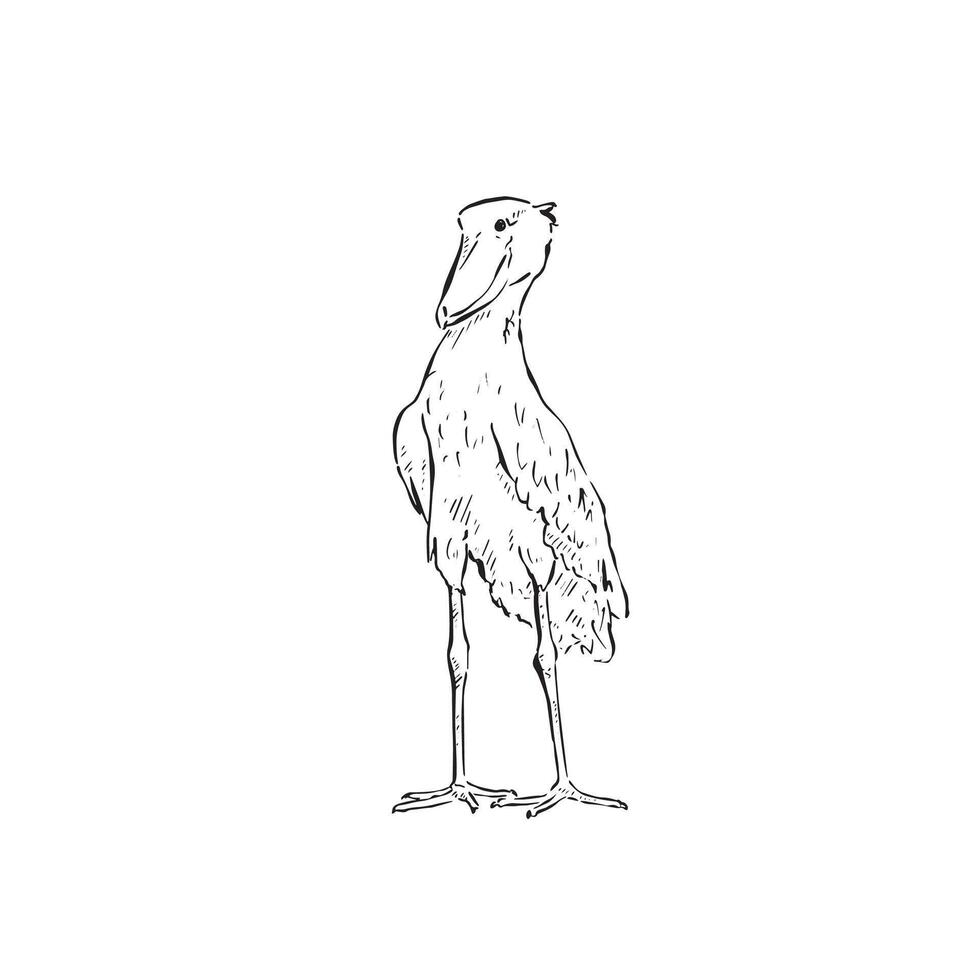 A shoebill bird drawn by hand in black and white. A large long legged wading bird. vector