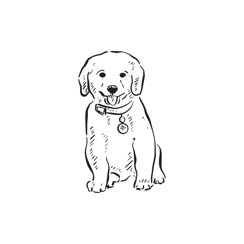A line drawn sketch of a labrador retriever puppy facing front in a sketch style wearing a collar. Drawn by hand in black and white. vector