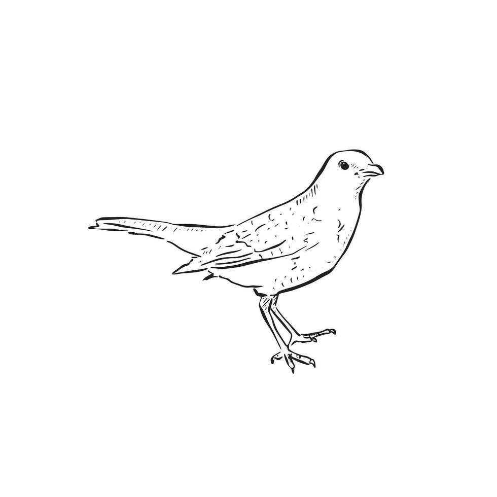 Blackbird illustration in black and white line art. A side profile bird. Hand drawn. vector