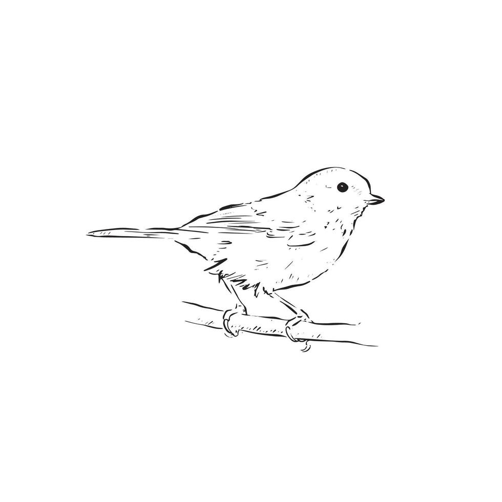 A great tit bird drawing in black and white. Line drawn side profile bird. Hand drawn bird. vector